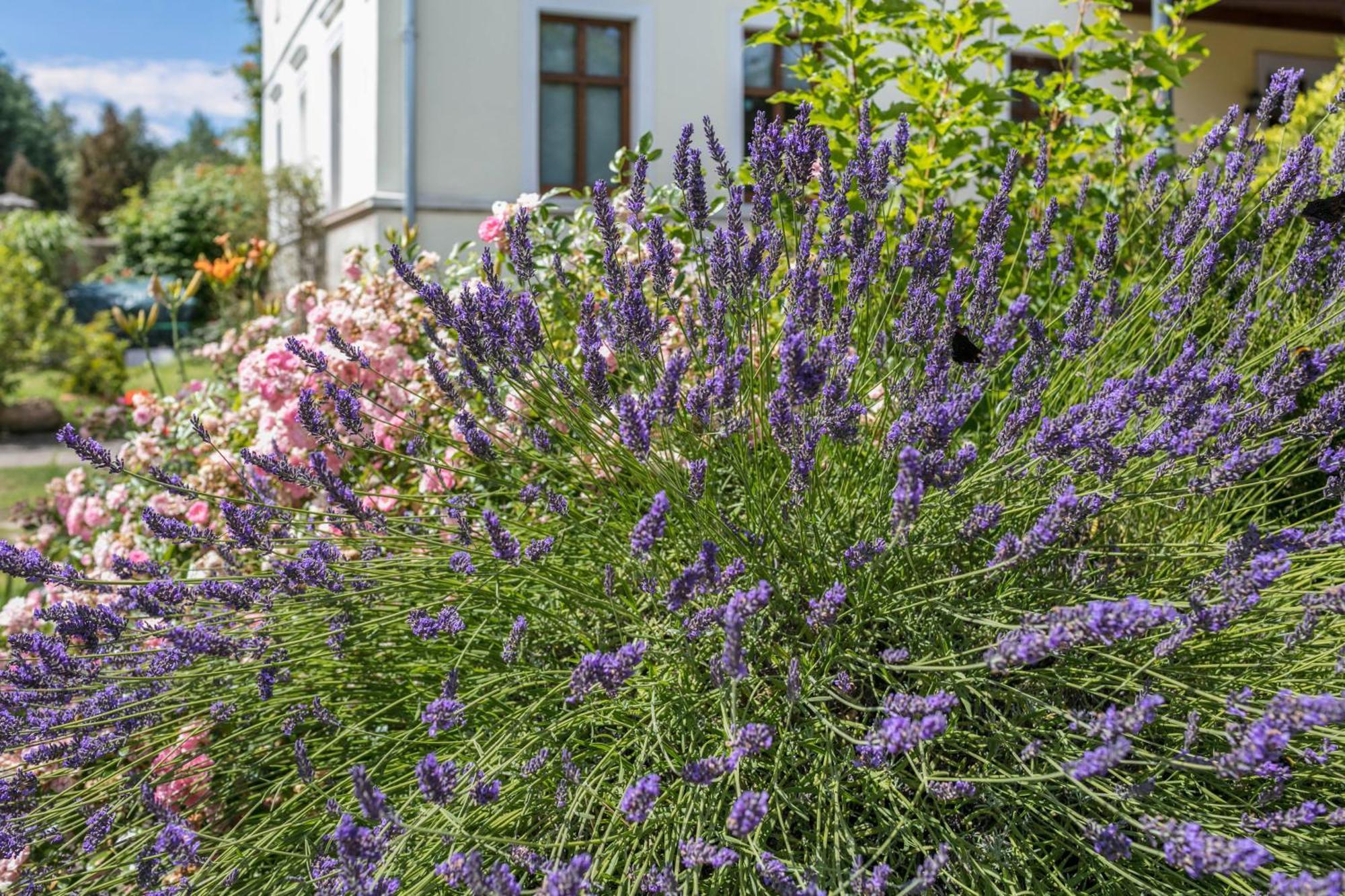 Ferienwohnung Mit Grossem Garten Klosterheide Exterior foto